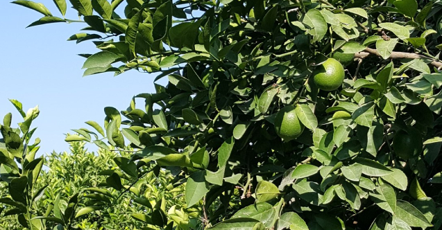 Limeta iz Turske u Rusiji i evropskim zemljama