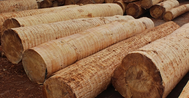 Inicijativa Vlade FBiH: Zabranu izvoza drvnih sortimenata produžiti do kraja godine