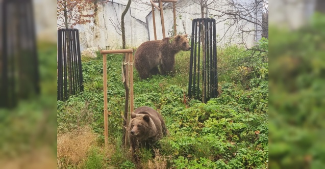 Kventina i Albert: Medvjedi blizanci novi stanovnici zagrebačkog zoo
