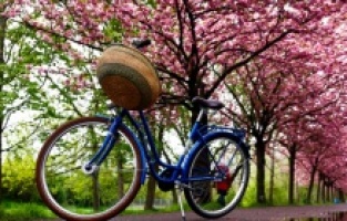 Proljeće u Berlinu: Cvjetovi japanske trešnje okitili glavnu šetnicu