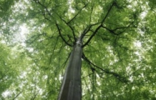 UNESCO proglasio prašumu Јanj kod Šipova prirodnim dobrom od svjetskog značaja