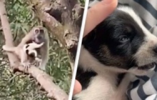 Majmun u Maleziji oteo psića