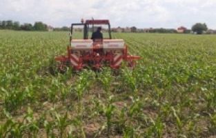 Suša izazvala 60 posto štete u poljoprivredi