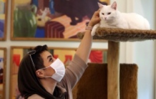 Muzej mačaka u Teheranu: Ljubitelji mačaka oduševljeni