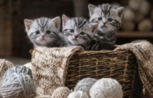 Četiri mačića ušla u avion i otputovala do Hong Konga