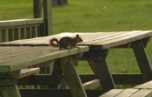 Ljuta vjeverica ugrizla 18 ljudi