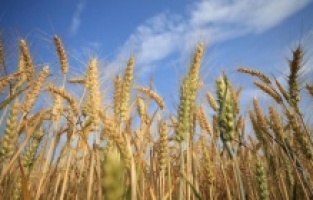 U Istanbulu se sutra održava važan sastanak o transportu žita iz ukrajinskih luka