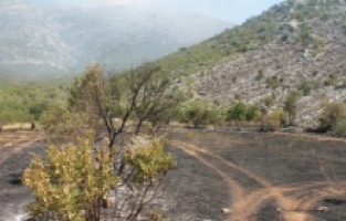 Požar u Neumskom zaleđu: Vatra gori na planini Žaba, daleko od kuća