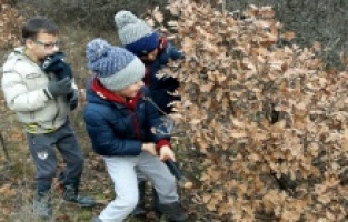 Sječa badnjaka dugogodišnja tradicija