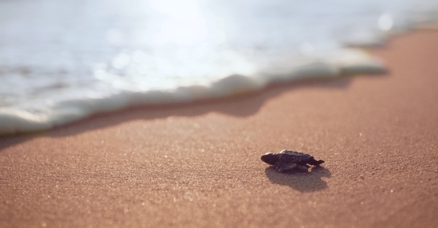 Utrka za život: Pogledajte izbliza gnijezda morskih kornjača na turskoj rivijeri